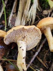 Hydnum cuspidatum
