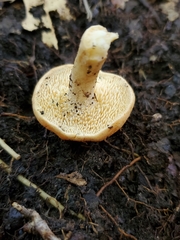 Hydnum cuspidatum