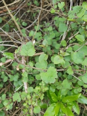 Brachyglottis sciadophila