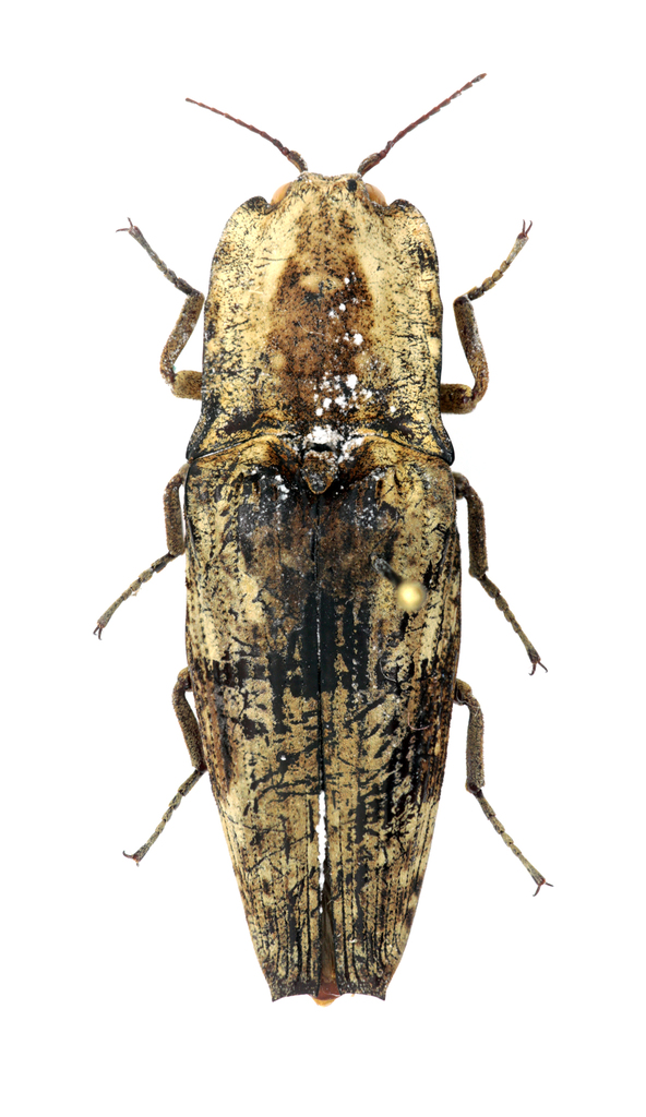 Cryptalaus keili