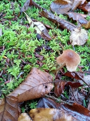 Entoloma cetratum