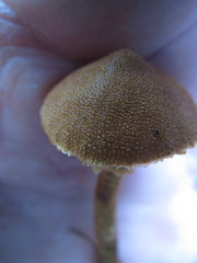 Cystoderma carcharias fallax