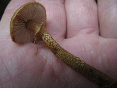 Cystoderma carcharias fallax
