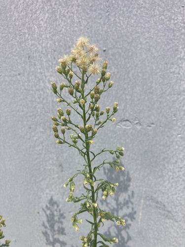 horseweed