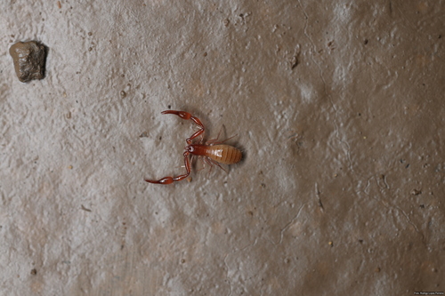 Spelaeobochica allodentatus