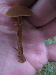Cystoderma carcharias fallax