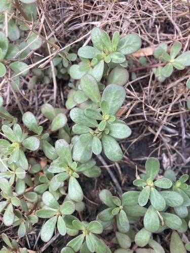 Common Purslane