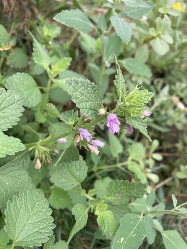 Black horehound