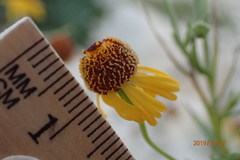 Helenium elegans