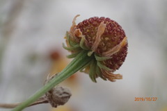 Helenium elegans