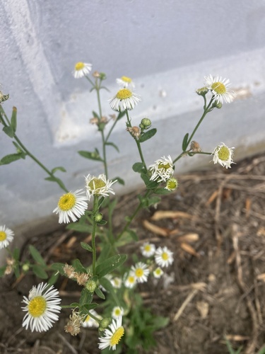 annual fleabane