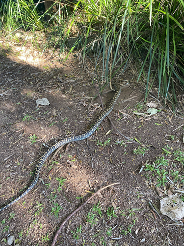 Coastal Carpet Python sighting