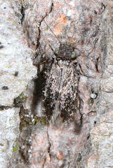Lepidopsocidae