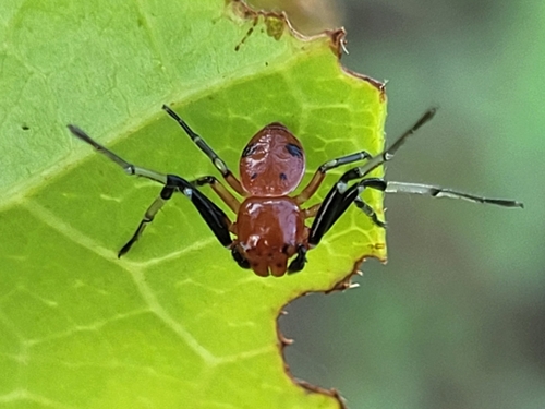 Camaricus cimex