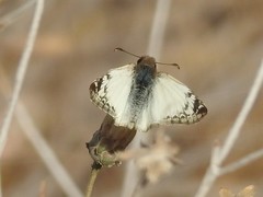 Heliopetes laviana