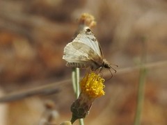 Heliopetes laviana