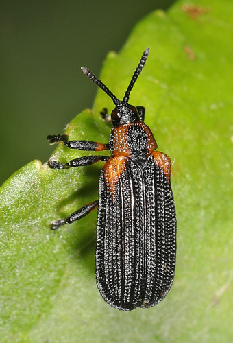 Orange-shouldered Leafminer photo 3