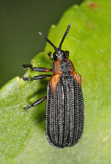 Odontota scapularis
