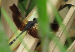 Erythrodiplax attenuata