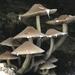 Candolleomyces - Photo (c) Dustin Dodson, some rights reserved (CC BY-NC), uploaded by Dustin Dodson