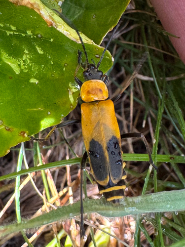 Goldenrod Soldier Beetle, photo 4 of 8