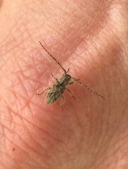 Hybolasius viridescens