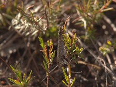 Glenoleon pulchellus