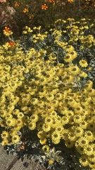 Helichrysum argyrophyllum