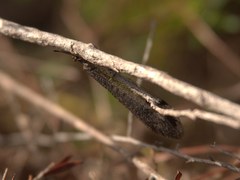 Glenoleon pulchellus