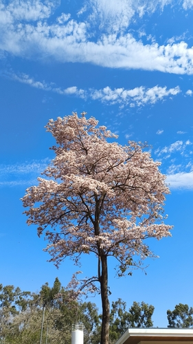 Handroanthus roseo-albus (Ridl.) Mattos 3