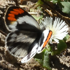 Colotis euippe