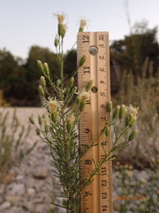 Brickellia eupatorioides gracillima