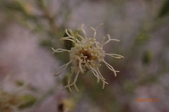 Brickellia eupatorioides gracillima