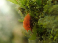 Vayssierea cinnabarea