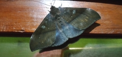 Ischyja