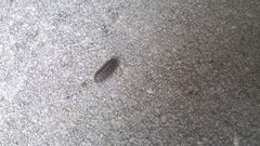 Armadillidium vulgare