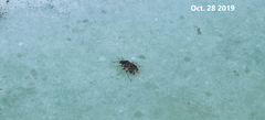 Deraeocoris pulchellus