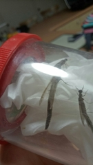 Lymexyloidea