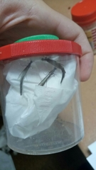 Lymexyloidea
