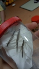 Lymexyloidea