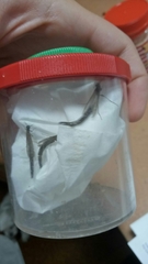 Lymexyloidea