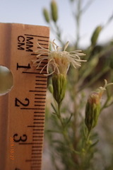 Brickellia eupatorioides gracillima
