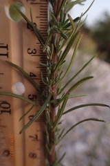 Brickellia eupatorioides gracillima