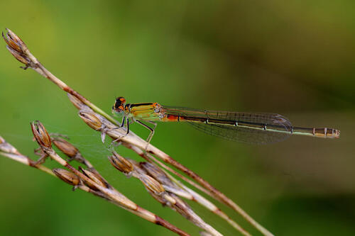 Scarce Blue-tailed Damselfly, Anderen, Provincie Drenthe, Holland, photo 8 of 10