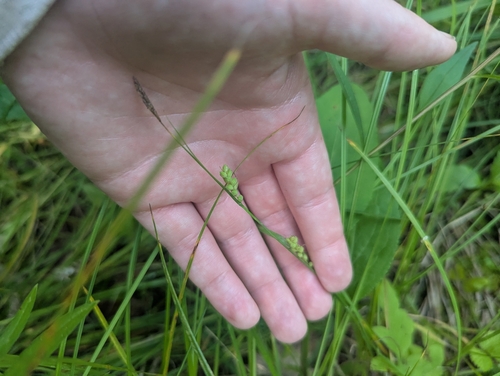 Rigid Sedge (Carex tetanica)