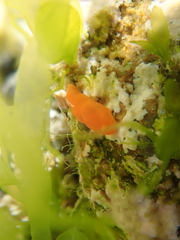 Vayssierea cinnabarea