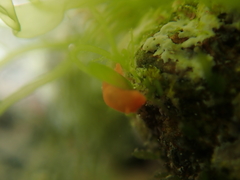 Vayssierea cinnabarea