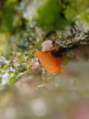 Vayssierea cinnabarea