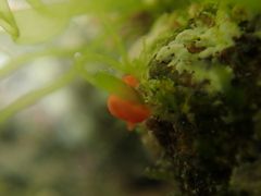 Vayssierea cinnabarea