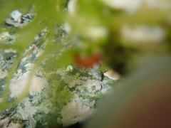 Vayssierea cinnabarea